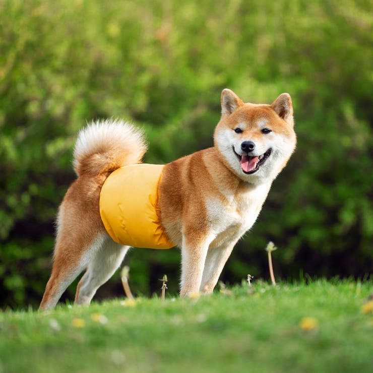 マナーベルト マナーバンド 犬用[品番：FQ000186482]｜PlusNao