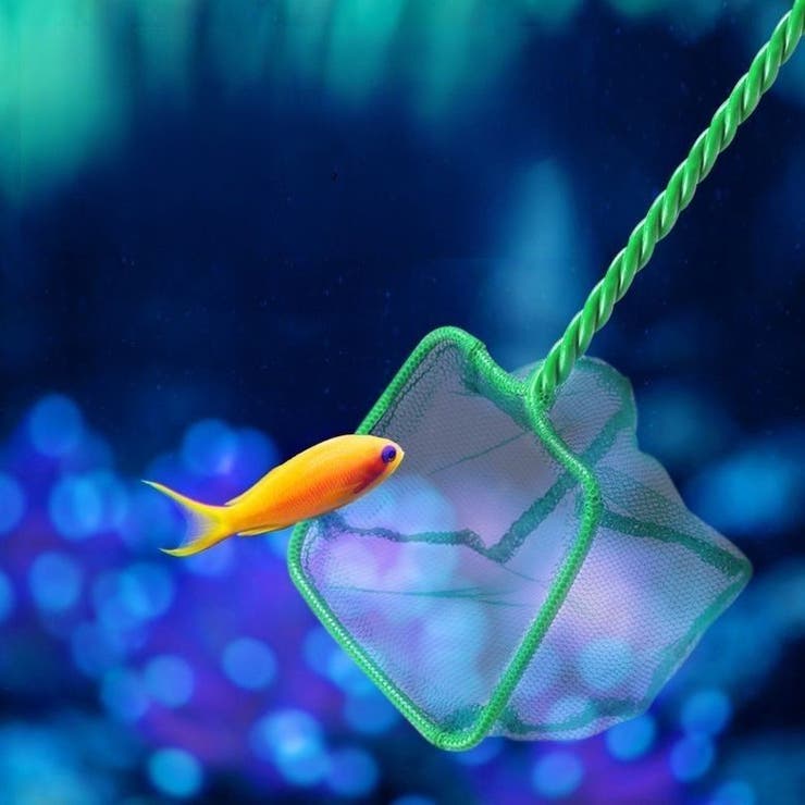 観賞魚用すくい網 水網 魚用ネット[品番：FQ000183044]｜PlusNao
