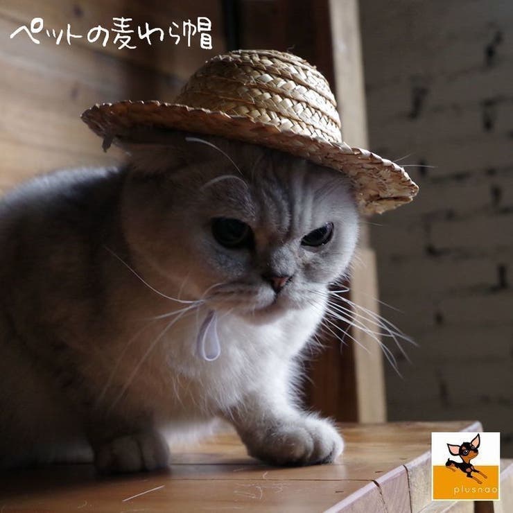 ペット用品 猫ハット 帽子[品番：FQ000102065]｜PlusNao（プラスナオ