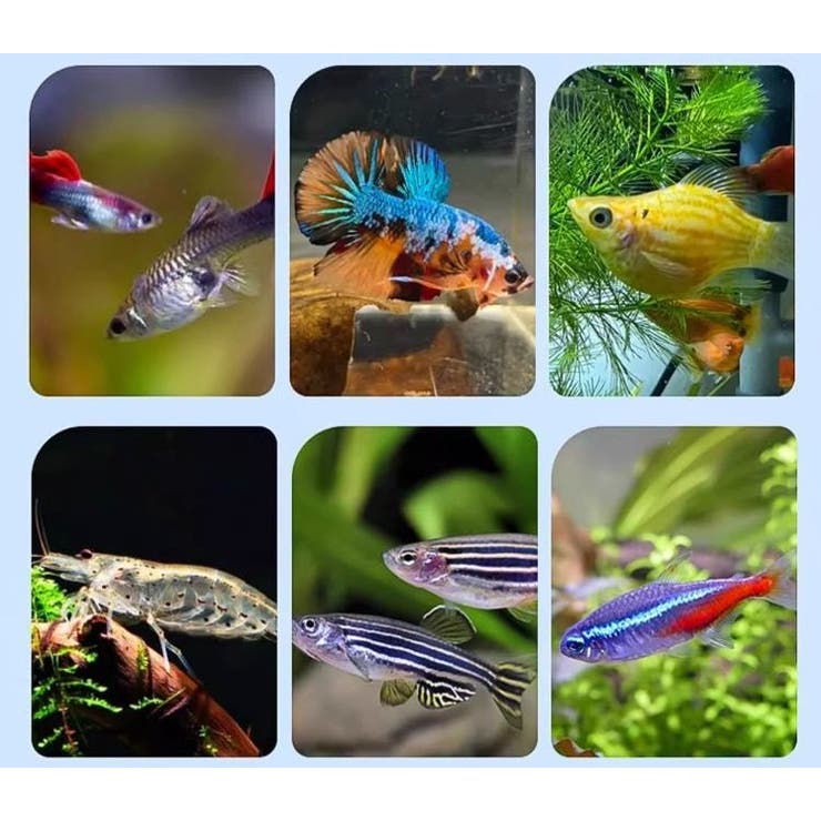 繁殖隔離ケース 産卵ケース 隔離ケース | PlusNao | 詳細画像2