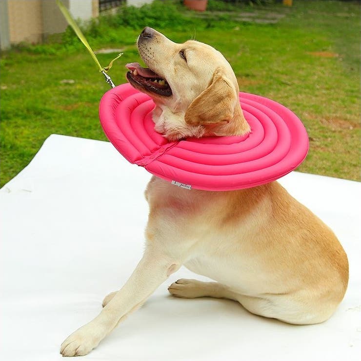 ペット用 犬用 エリザベスカラー | PlusNao | 詳細画像8 