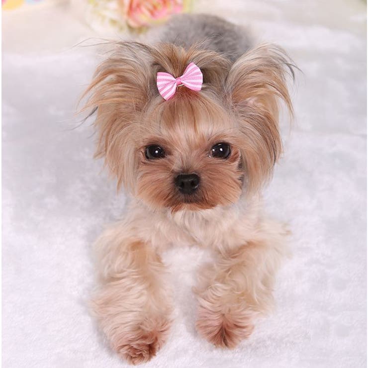 ペット用アクセサリー ヘアアクセ ヘアクリップ | PlusNao | 詳細画像2 