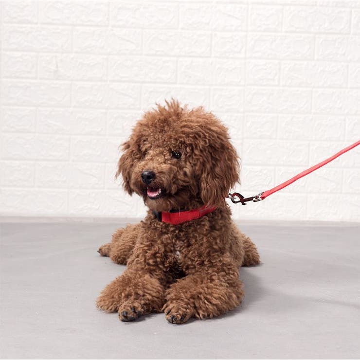 首輪 カラー 光る | PlusNao | 詳細画像2 