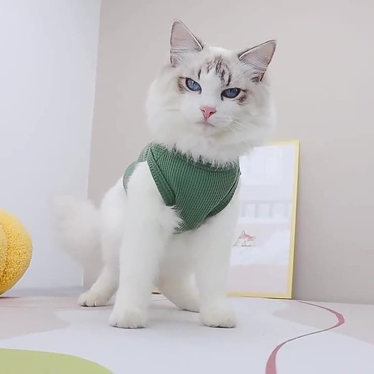 ペットウェア ドッグウェア キャットウェア | PlusNao | 詳細画像2 