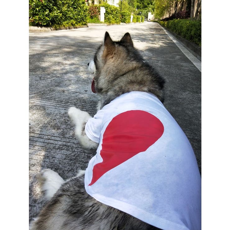 ペット用 犬猫兼用 洋服 | PlusNao | 詳細画像3 