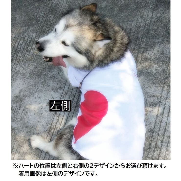 ペット用 犬猫兼用 洋服 | PlusNao | 詳細画像7 