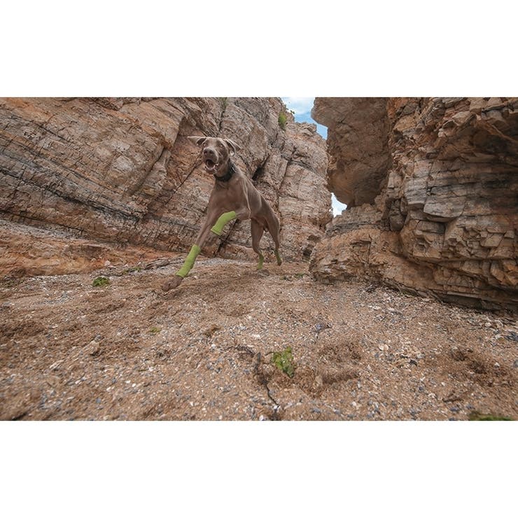 ペット用靴下 レッグウォーマー 4枚セット | PlusNao | 詳細画像3 