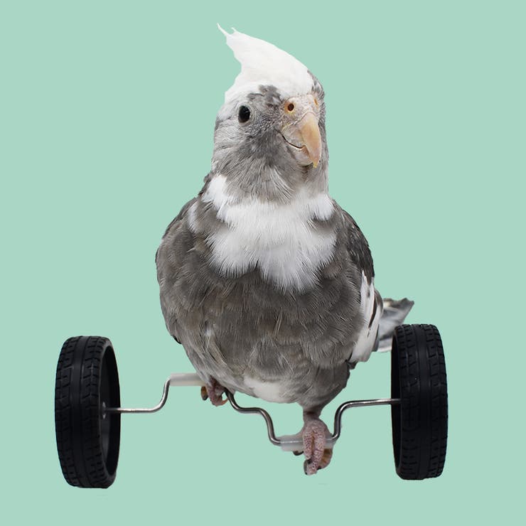 鳥用おもちゃ ペット トリ | PlusNao | 詳細画像5 