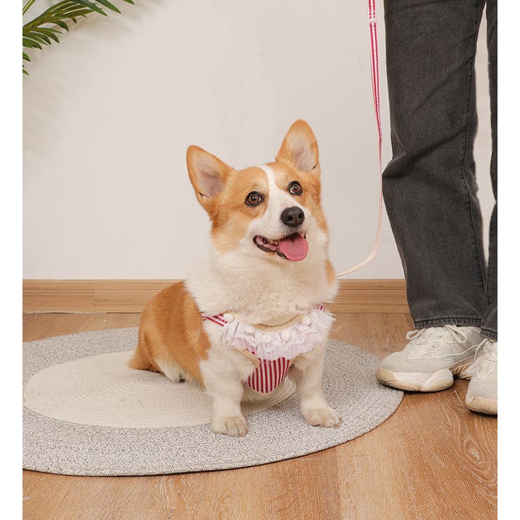 ハーネス リード 2点セット | PlusNao | 詳細画像3 