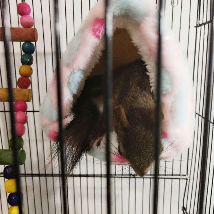 小動物用ハウス ハンモック 小型ペット用 | PlusNao | 詳細画像4 