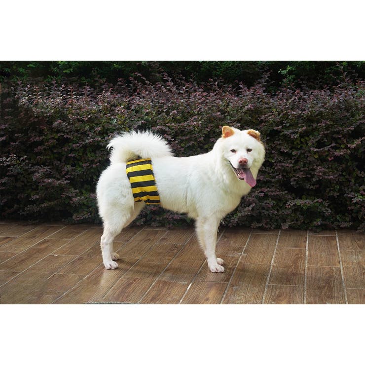 マナーベルト 犬用 3枚セット | PlusNao | 詳細画像11 