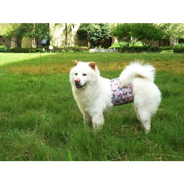 マナーベルト 犬用 3枚セット | PlusNao | 詳細画像12 