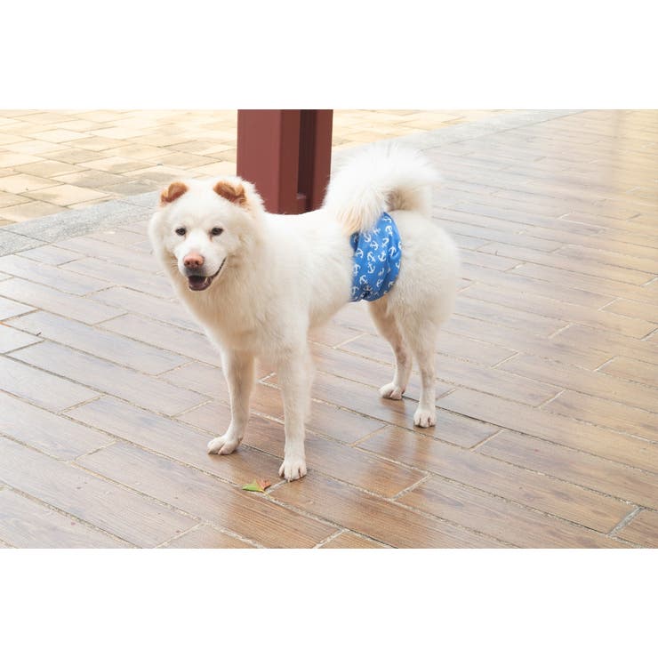 マナーベルト 犬用 3枚セット | PlusNao | 詳細画像7 