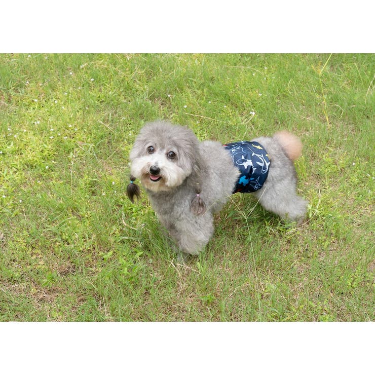 マナーベルト 犬用 3枚セット | PlusNao | 詳細画像8 