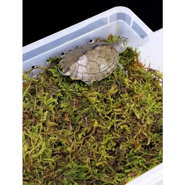 飼育ケース プラスチックケース プラケース | PlusNao | 詳細画像4 