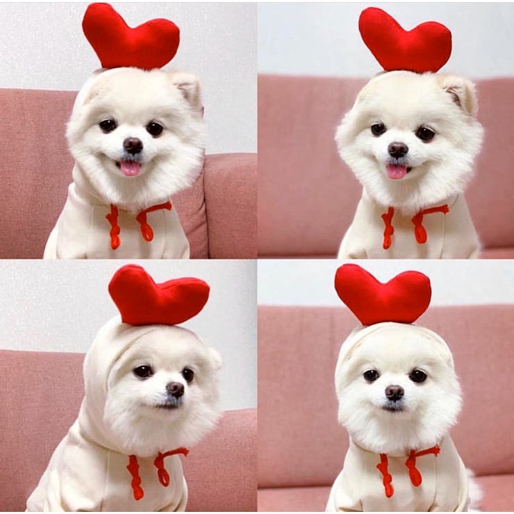 ペットウェア コスチューム 小型犬 | PlusNao | 詳細画像5 