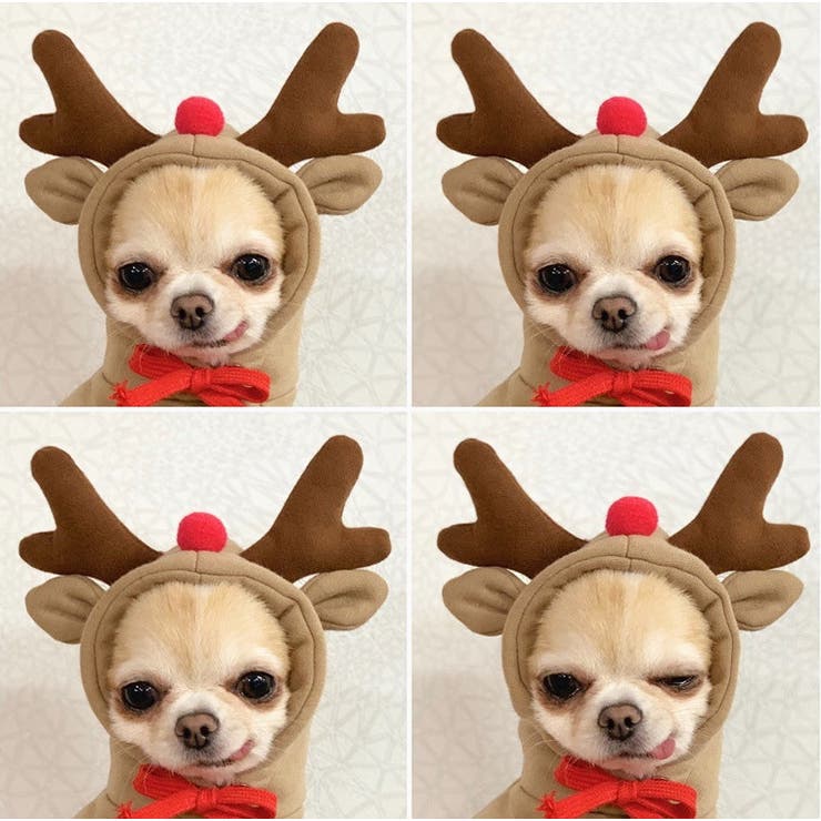 ペットウェア コスチューム 小型犬 | PlusNao | 詳細画像7 