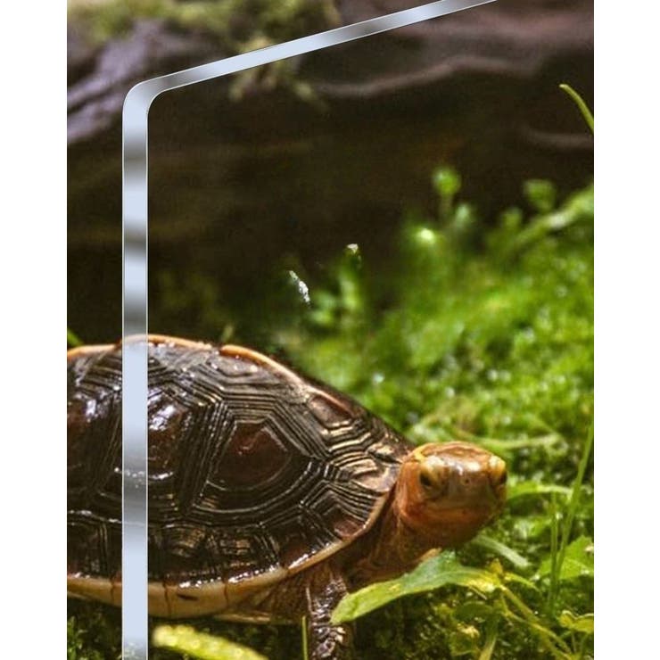 亀 浮島 飼育ケース | PlusNao | 詳細画像4 