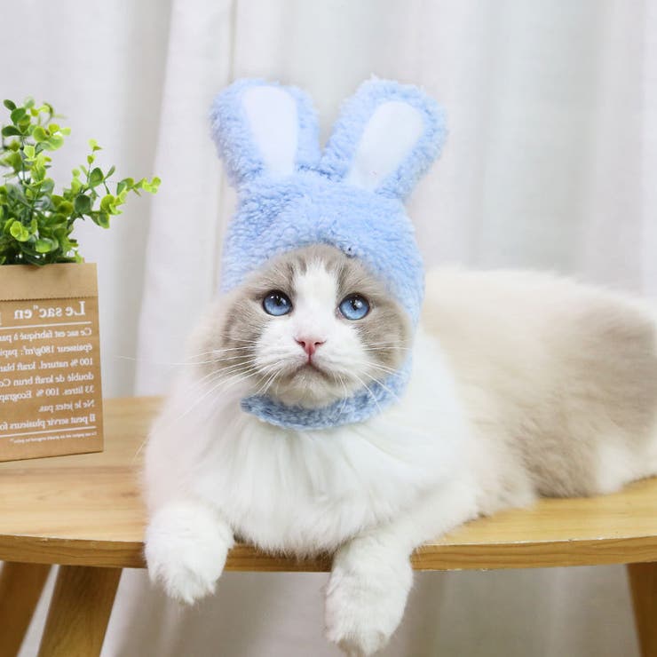 ペット用帽子 コスプレ 猫 | PlusNao | 詳細画像5 