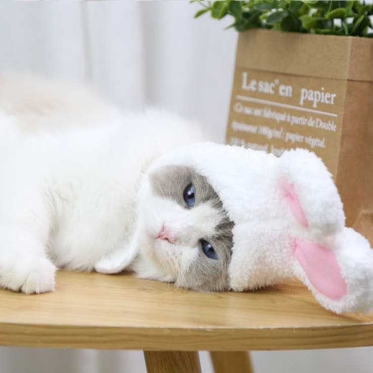 ペット用帽子 コスプレ 猫 | PlusNao | 詳細画像7 