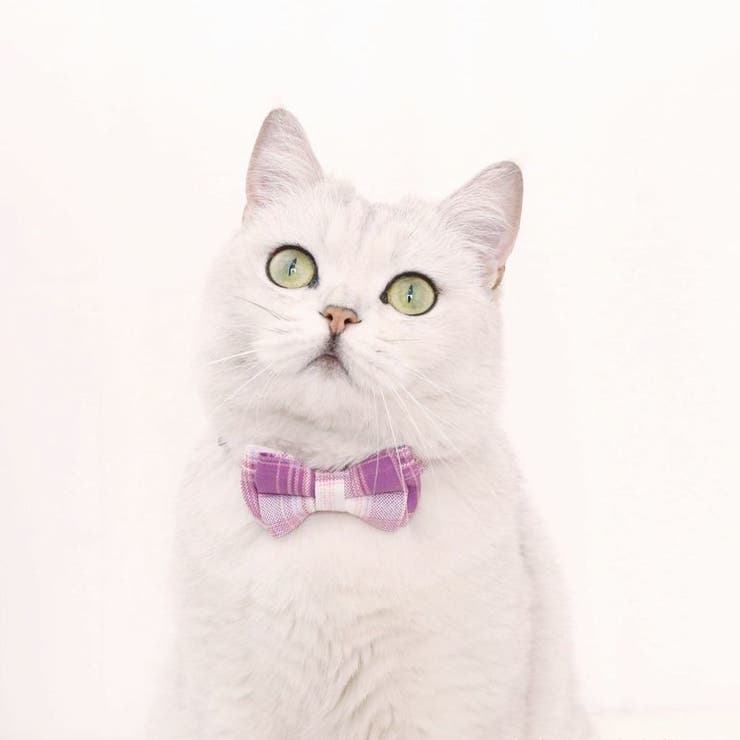 首輪 カラー 猫 | PlusNao | 詳細画像3 