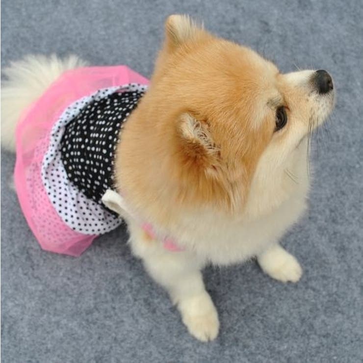 ドッグウェア 犬服 犬用ウェア | PlusNao | 詳細画像8 