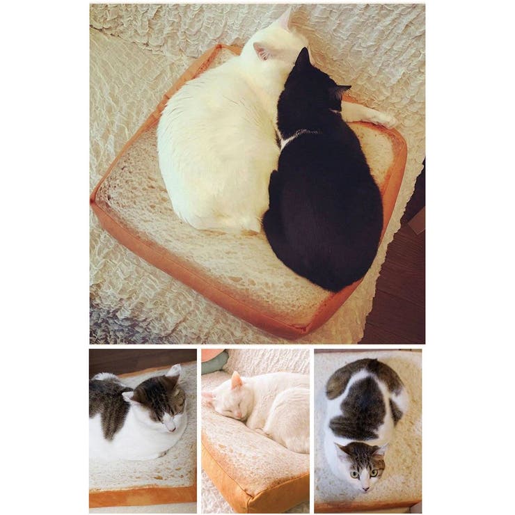 猫用クッション ペット用クッション 猫用ベッド | PlusNao | 詳細画像4 