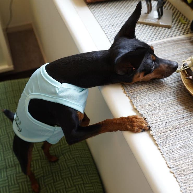 ペット服 タンクトップ ドッグウエア | PlusNao | 詳細画像8 