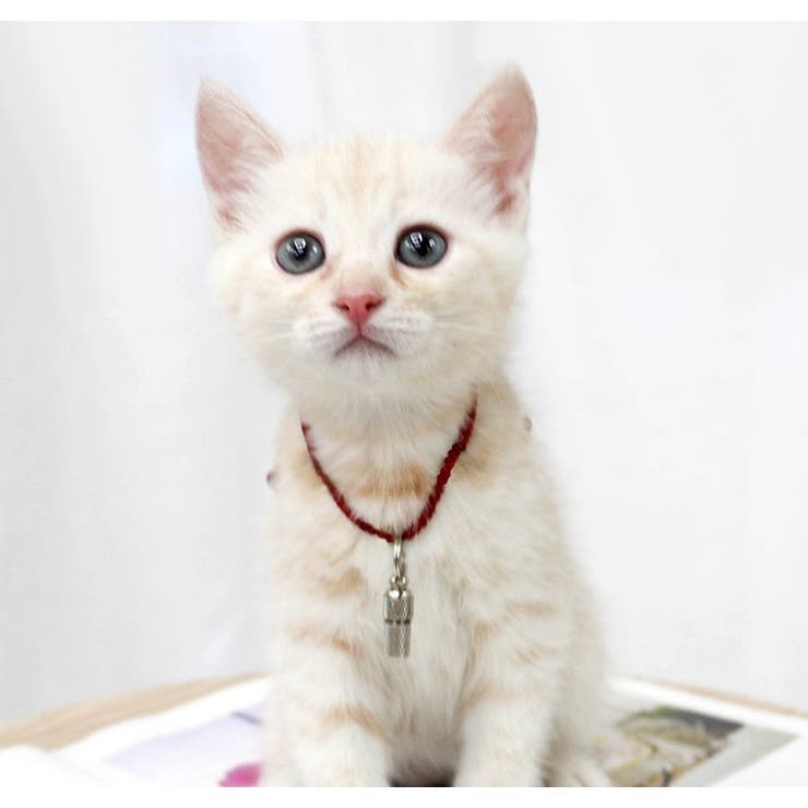ペット用IDカプセル 猫用 犬用 | PlusNao | 詳細画像2 