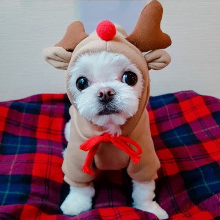 ドッグウェア 犬の服 パーカー | PlusNao | 詳細画像10 