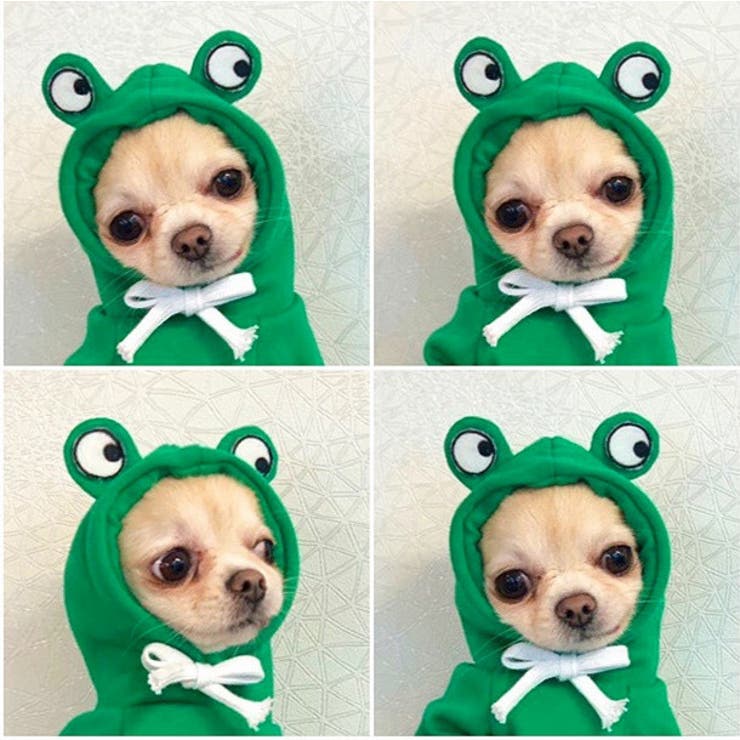 ドッグウェア 犬の服 パーカー | PlusNao | 詳細画像7 