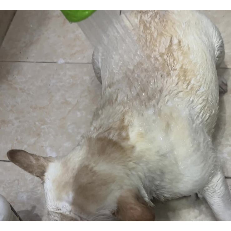 ペット用シャワーヘッド ペットボトル用ジョウロ 犬 | PlusNao | 詳細画像10 