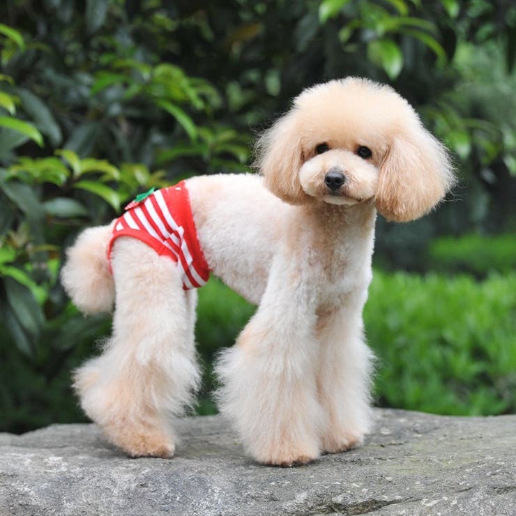 犬用 サニタリーパンツ サニタリーショーツ | PlusNao | 詳細画像3 