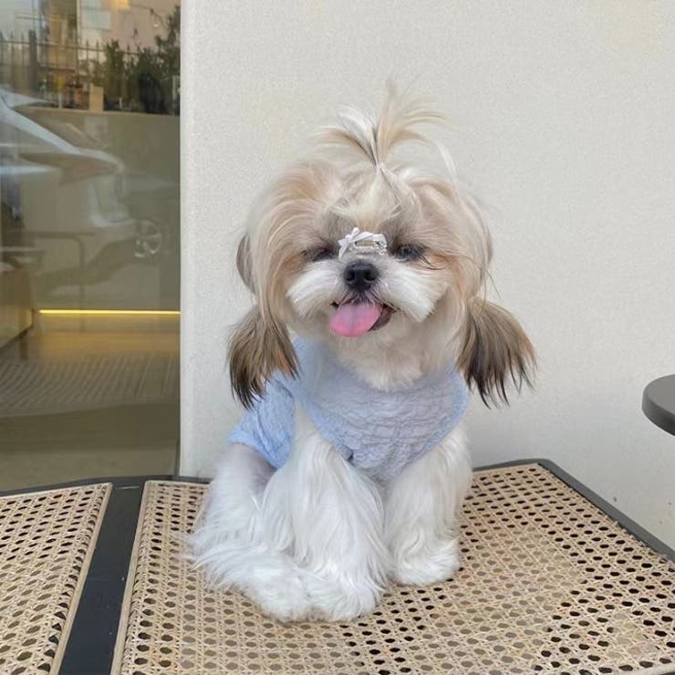 ペットウェア ドッグウェア キャットウェア | PlusNao | 詳細画像2