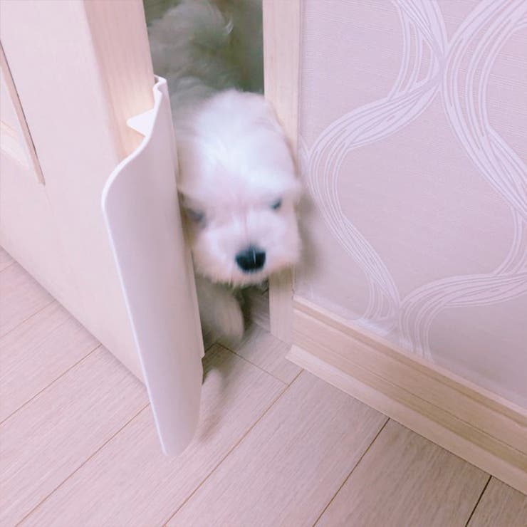 ペットドア ペット用品 犬用 | PlusNao | 詳細画像3 
