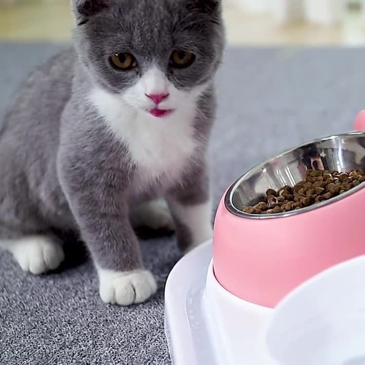 ペット用食器 フードボール フードボウル | PlusNao | 詳細画像2 