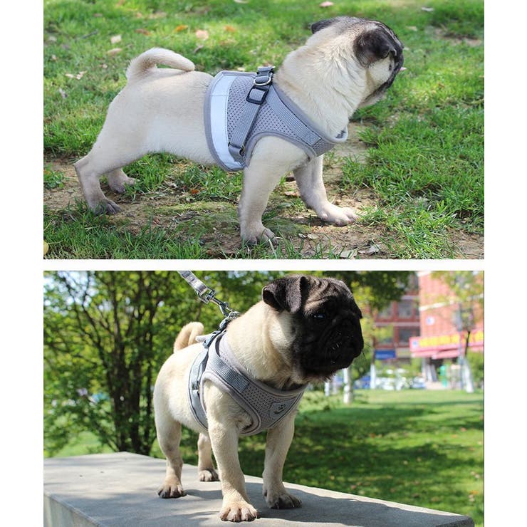 ハーネス リード 2点セット | PlusNao | 詳細画像4 