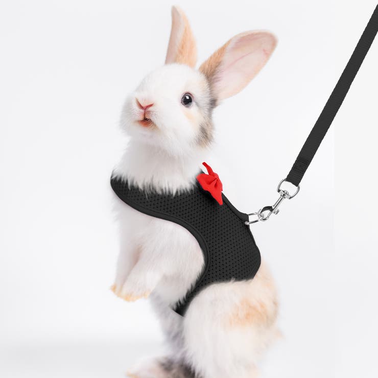 ペットウェア 小動物ハーネス リード | PlusNao | 詳細画像3 