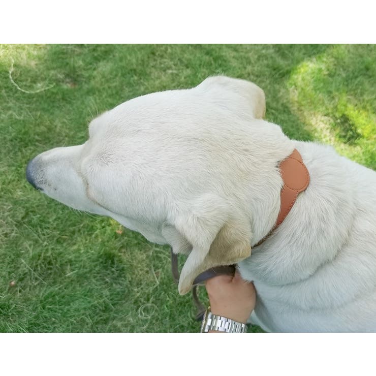 首輪 ペット用 犬用 | PlusNao | 詳細画像5 