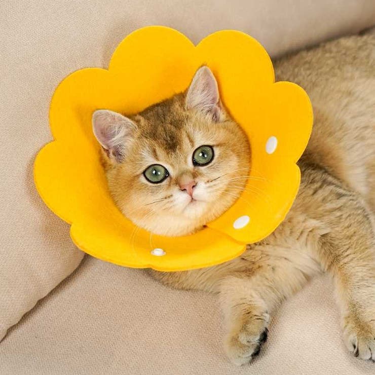 エリザベスカラー 猫 犬 | PlusNao | 詳細画像4 