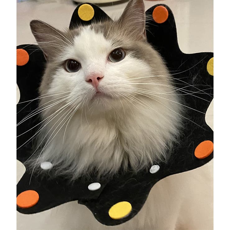 エリザベスカラー 猫 犬 | PlusNao | 詳細画像8 