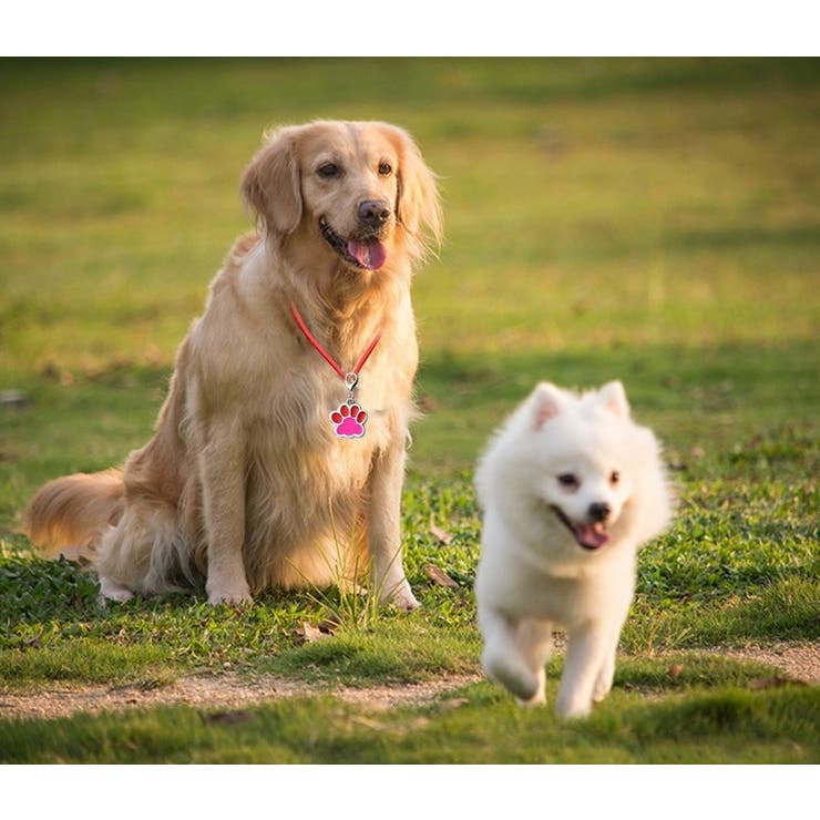 ペット用迷子札 名札 ネームタグ | PlusNao | 詳細画像4 