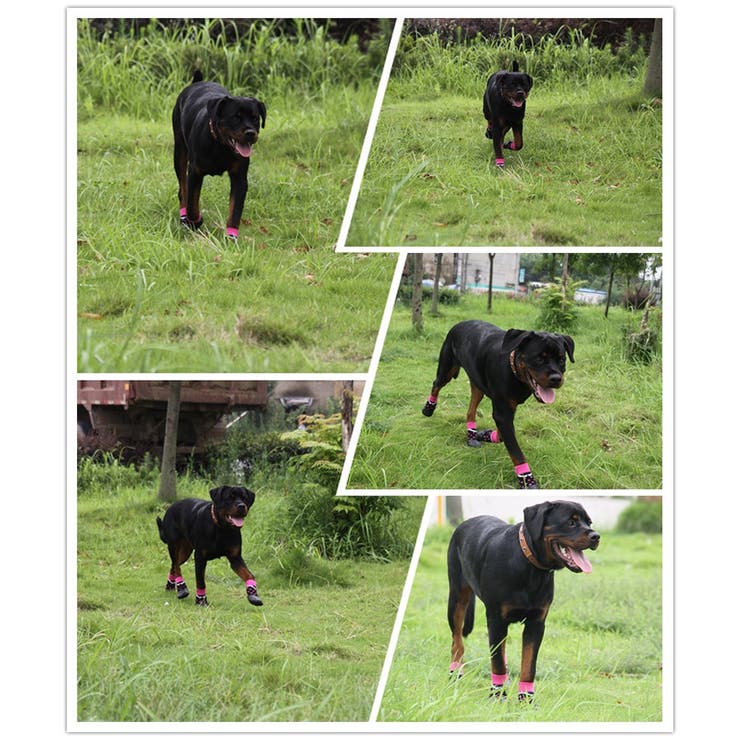 犬用ソックスシューズ 犬用靴 底部ラバー素材 | PlusNao | 詳細画像6 