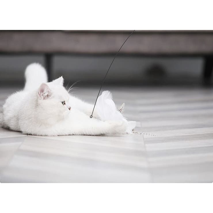 猫じゃらし 猫 ネコ | PlusNao | 詳細画像6 