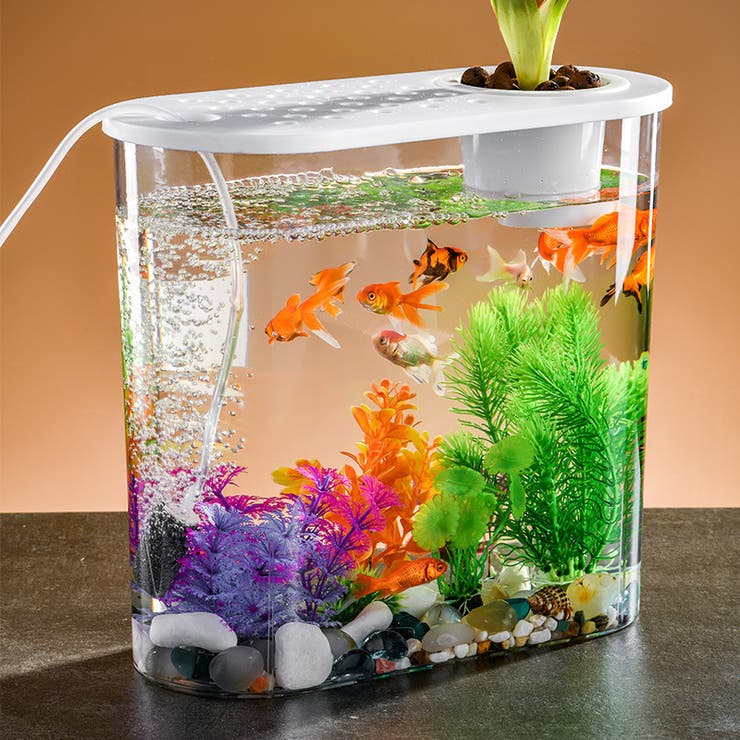 LEO レオタカオカ製 F-363 クリア グラスボール 金魚鉢 水槽 金魚鉢 飼育水槽[品番：FQ000198345]｜PlusNao（プラスナオ