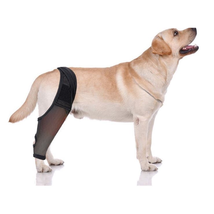 犬用サポーター 1枚 単品 | PlusNao | 詳細画像6 