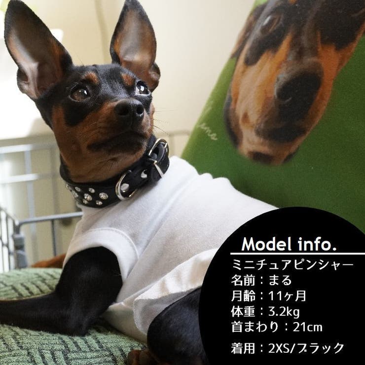犬用首輪 猫用首輪 犬用 | PlusNao | 詳細画像5 