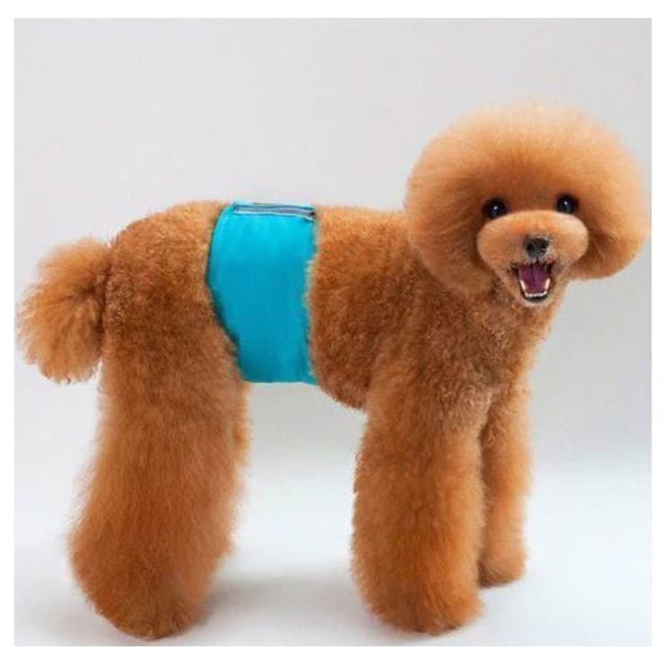 ペット✩犬✩マナーベルトオーダー用 サンプル(確認用)パピヨン