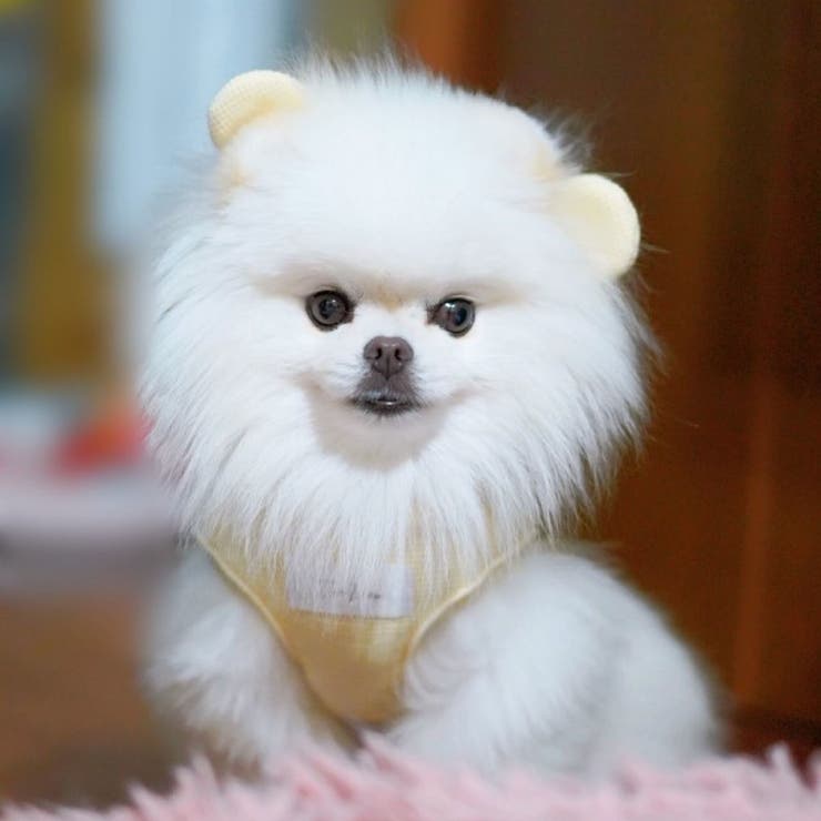 【くま耳フードタンクトップ】S M L | PlusNao | 詳細画像27 