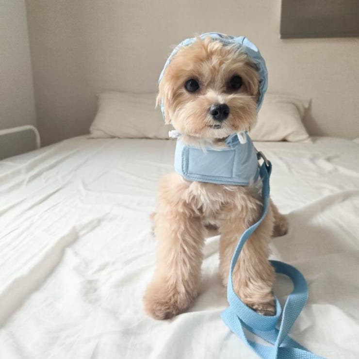 【ナイロンポケットハーネス リードセット】ハーネス リード | PlusNao | 詳細画像17 